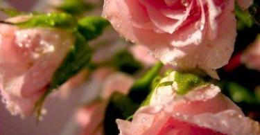 Как вырастить розу из букета в домашних условиях?