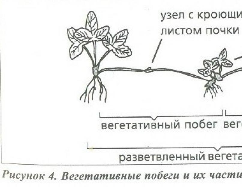 Особенности корня земляники. Строение клубники. Строение земляники. Строение цветка земляники. Строение цветка клубники.